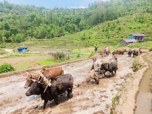 यस वर्षको रोपाइँ महोत्सव चितवनमा हुने