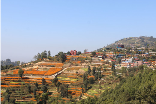 कोशी प्रदेशमा हल्का वर्षा, उच्च पहाडी तथा हिमाली भूभागमा हिमपातको सम्भावना