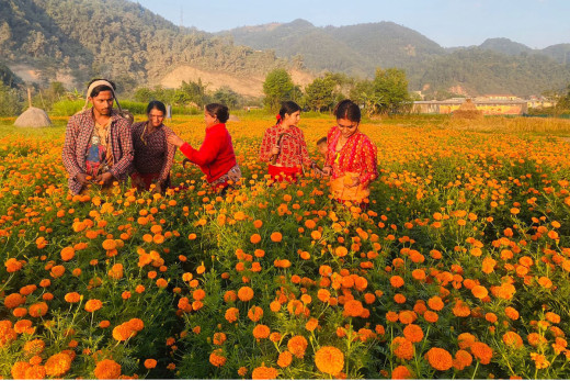 तिहारका लागि फूल र मालाको मूल्य निर्धारण