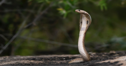 सर्लाहीमा सर्पले डसेर बालकको मृत्यु