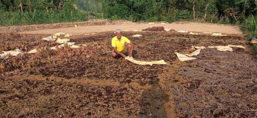 पाल्पामा ब्याडमै सुक्न थाल्यो धानको बिउ