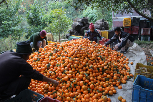 सुन्तला अब राष्ट्रिय फल