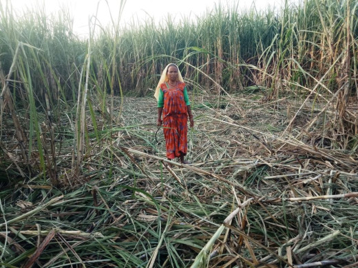 उखु किसानले ३२ करोड अनुदान पाउन बाँकी