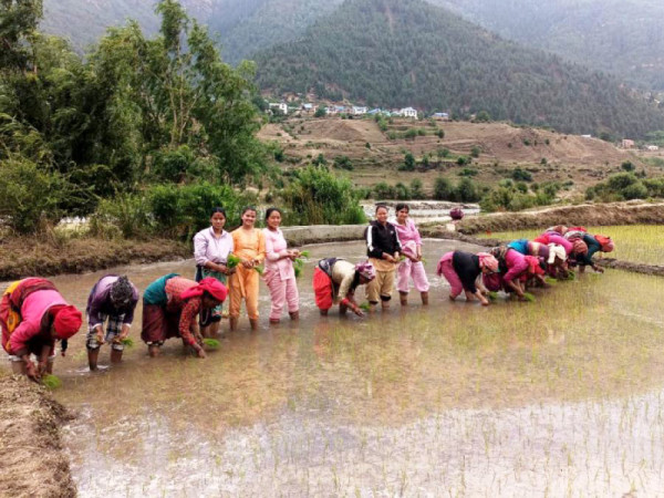 जुम्लाका किसानलाई मार्सी धान रोपाइँको चटारो