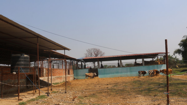गाईको गोबर बेचेर मासिक ५० हजार आम्दानी