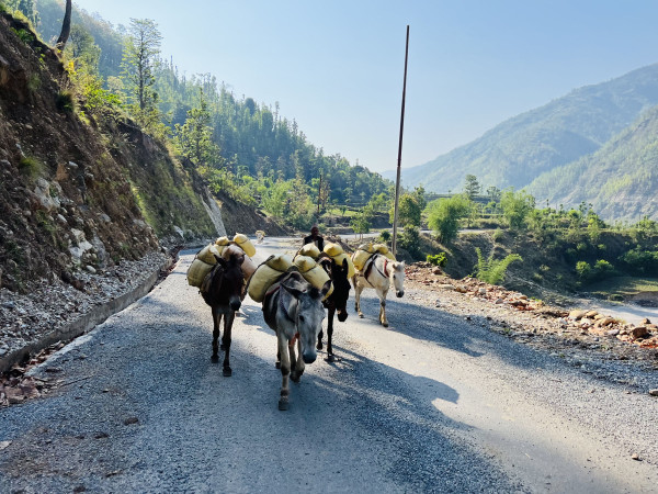 जाजरकोटमा खच्चड