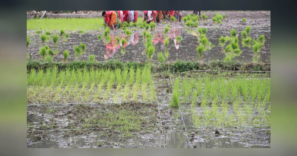 धान रोपाइँ गर्न पानी पर्खंदै किसान