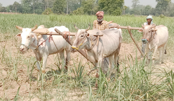 धनुषामा उखुबारी गोडमेल