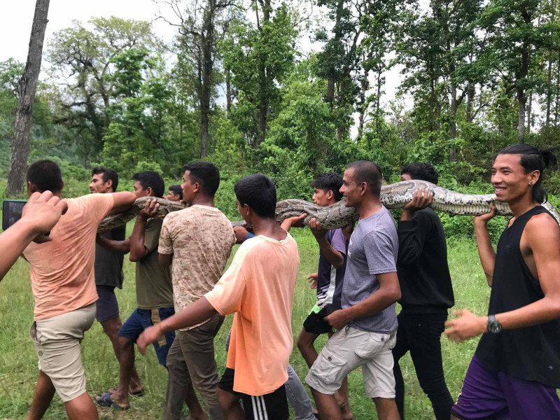 अजिङ्गरलाई निकुञ्जको ‘कोर एरिया’मा छाडियो