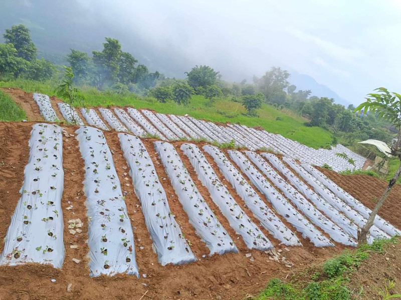 तनहुँमा पनि स्ट्रबेरी खेती