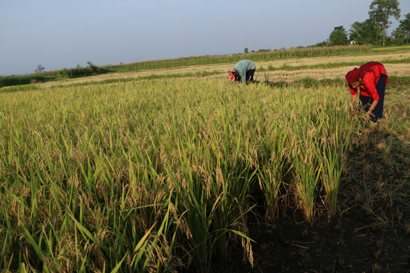 कृषि प्रधान मुलुक नेपालमा १२ अर्ब ४३ करोड रुपैयाँको धान आयात