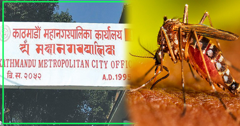 काठमाडौं महानगरले ‘लार्भा खोज र नष्ट गर’ अभियान सुरु गर्ने  