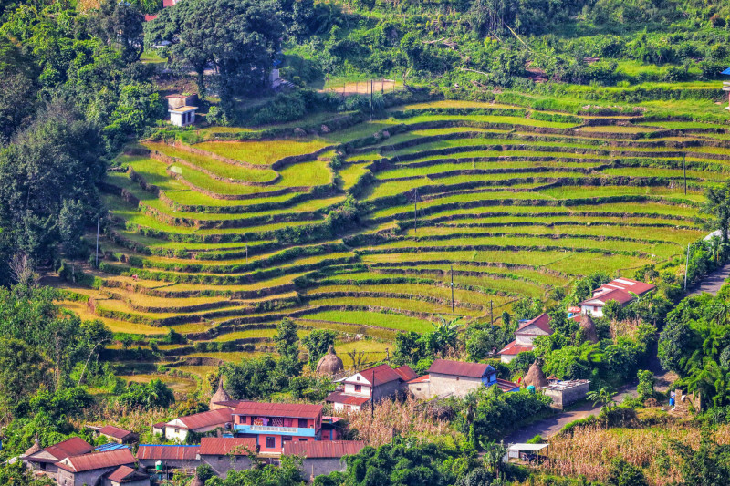 हरियाली धान खेत [तस्बिरहरू]