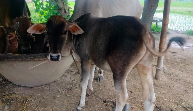 कोशीका सवा दुई लाख पशुमा ‘लम्की स्किन’, पाँच हजार मरे