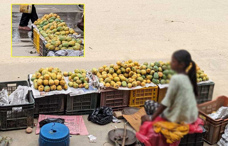 विष बनाएर बेचिँदै फलको राजा आँप