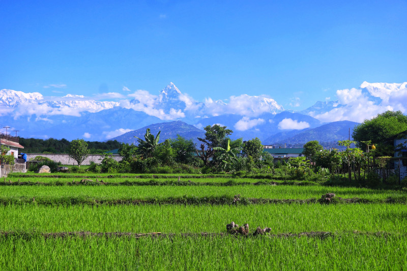 धान खेत र माछापुच्छ्रे हिमाल