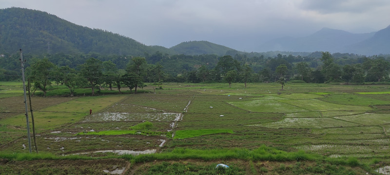 पानी पर्याप्त नपर्दा तनहुँमा रोपाइँ ढिला 