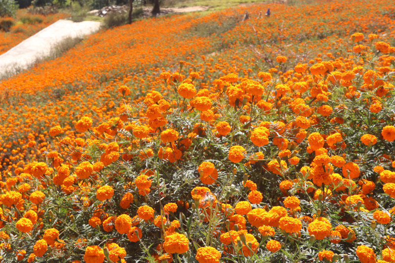 ढकमक्क फुलेको सयपत्री [तस्बिरहरू]