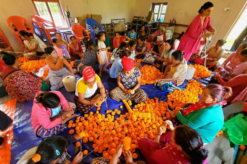  तनहुँमा उत्पादित सयपत्री कतार निर्यात