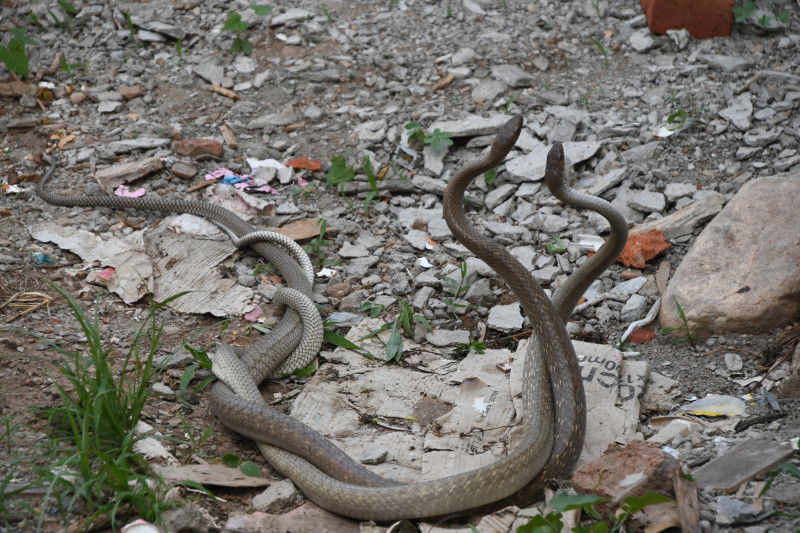 प्रजनन प्रक्रियामा रहेका सर्प