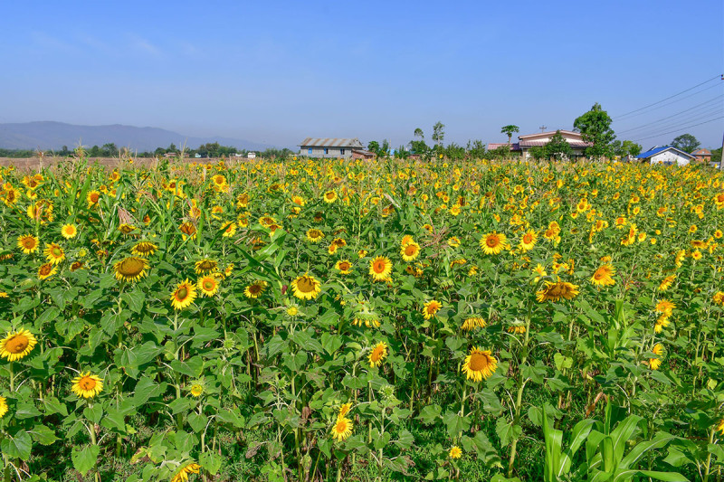 सुनौलो सूर्यमुखी 