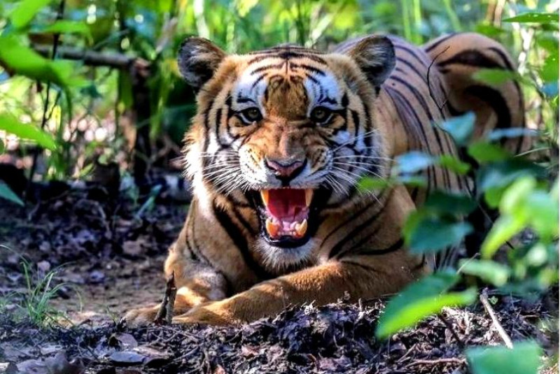 दाङमा बाघको आक्रमणबाट तीन महिला घाइते 