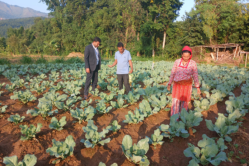 तरकारी खेतीबाट वार्षिक सात लाख कमाउँछिन् गङ्गा