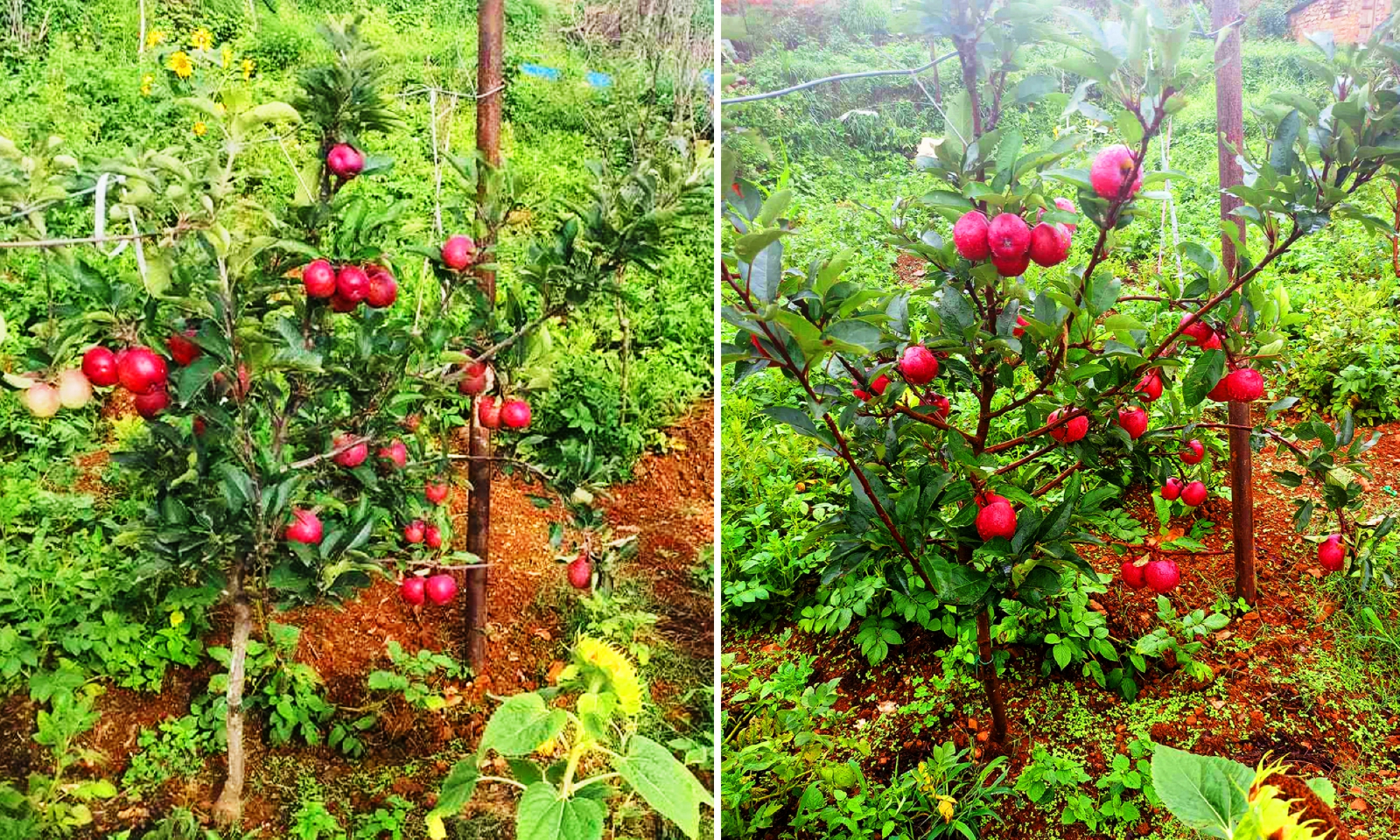 बिरुवा रोपेको एक वर्षमै स्याउ फलेपछि किसान उत्साहित