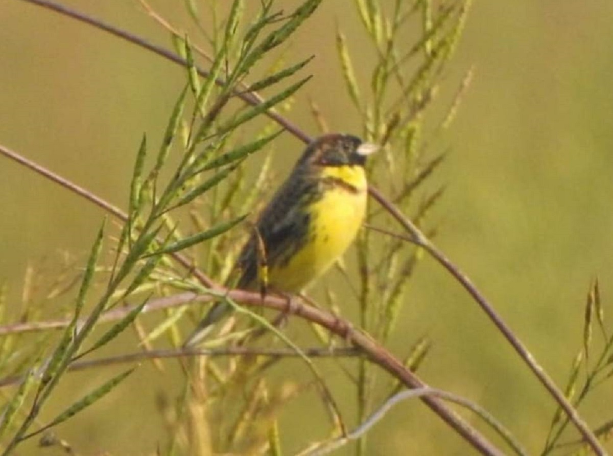 विश्वकै दुर्लभ बगाले बगेडी चरा शुक्लाफाटाँमा