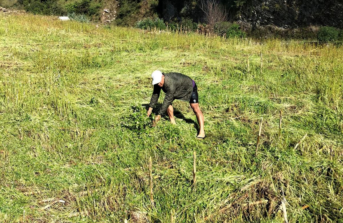 बाग्लुङमा असिना पानीले धान र फापरखेती नष्ट