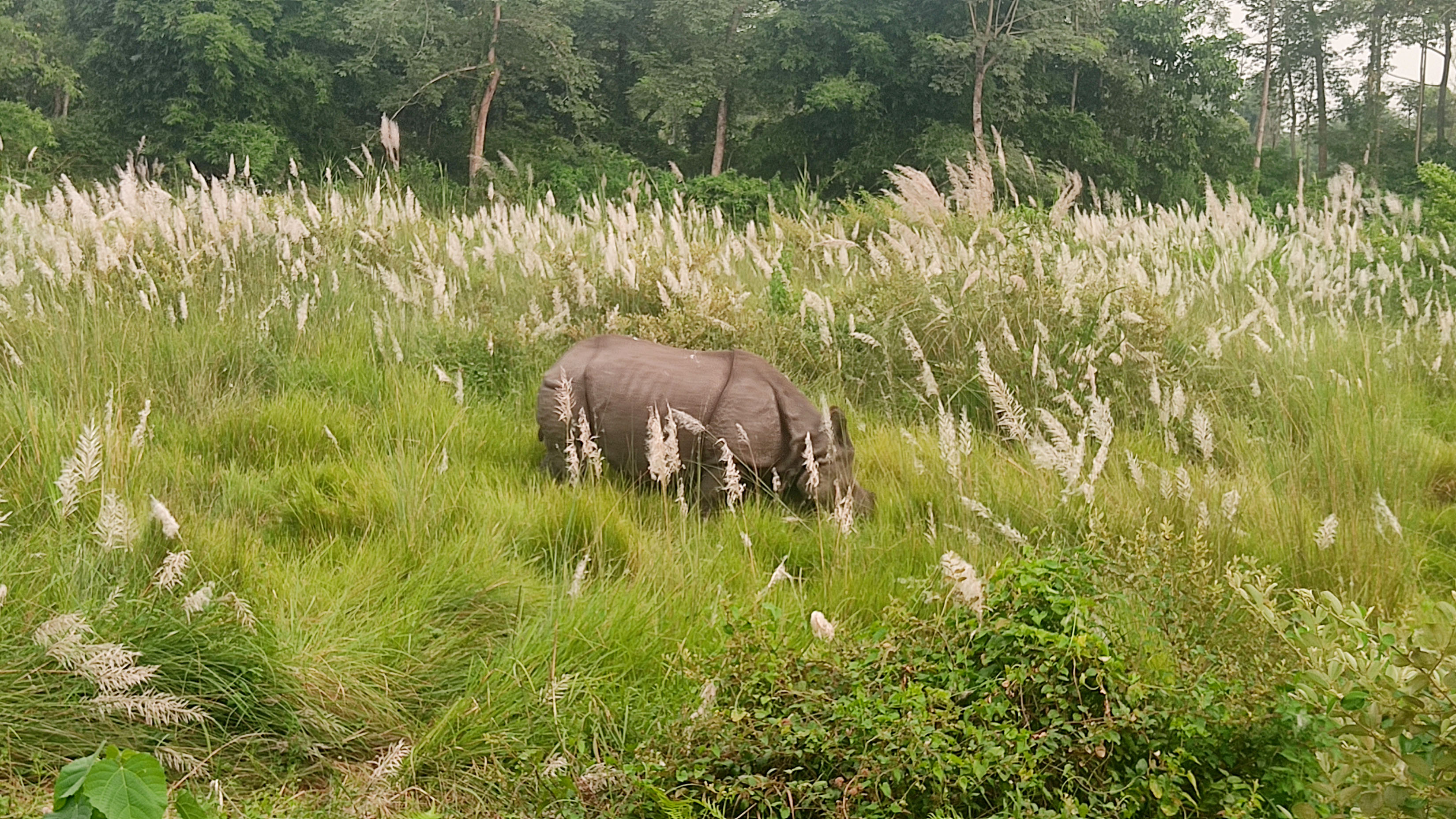 मेघौलीमा गैंडाको आक्रमणबाट पथप्रदर्शक घाइते