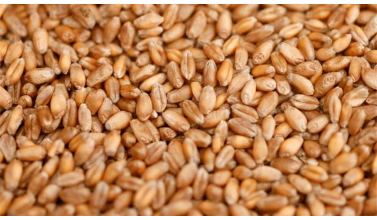 खाद्यले उचित मूल्य नदिएपछि गाउँमै गहुँ बिक्री गर्दै  किसान