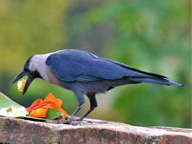 आज काग तिहार