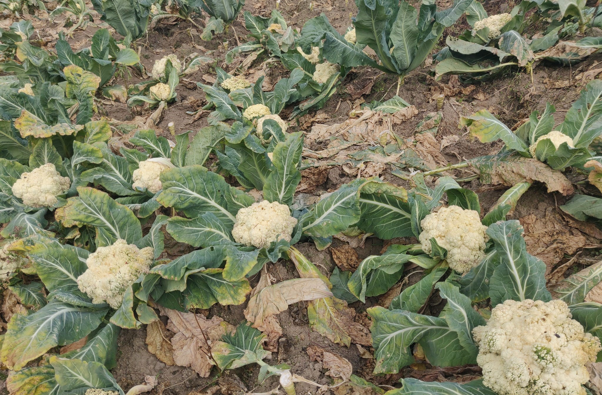 Kauli-2-1702457962.jpg