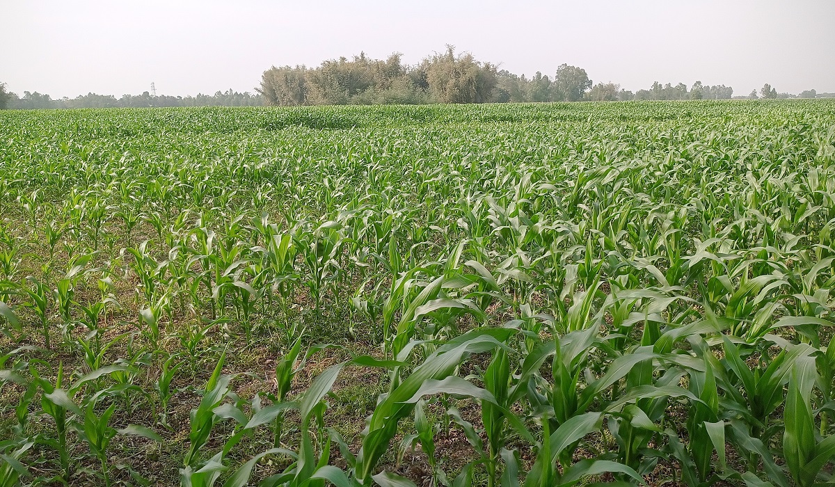 किसानलाई उन्नत जातको मकैको बीउ वितरण