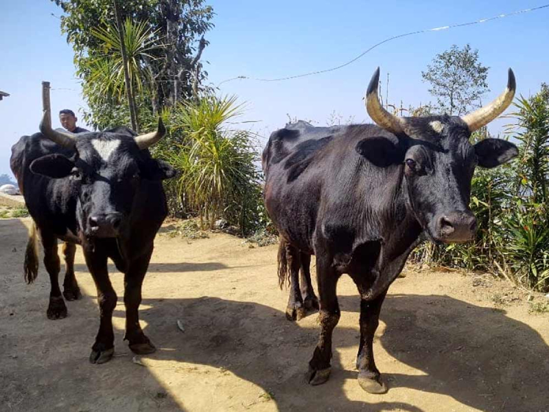 किसानलाई हल गोरु वितरण