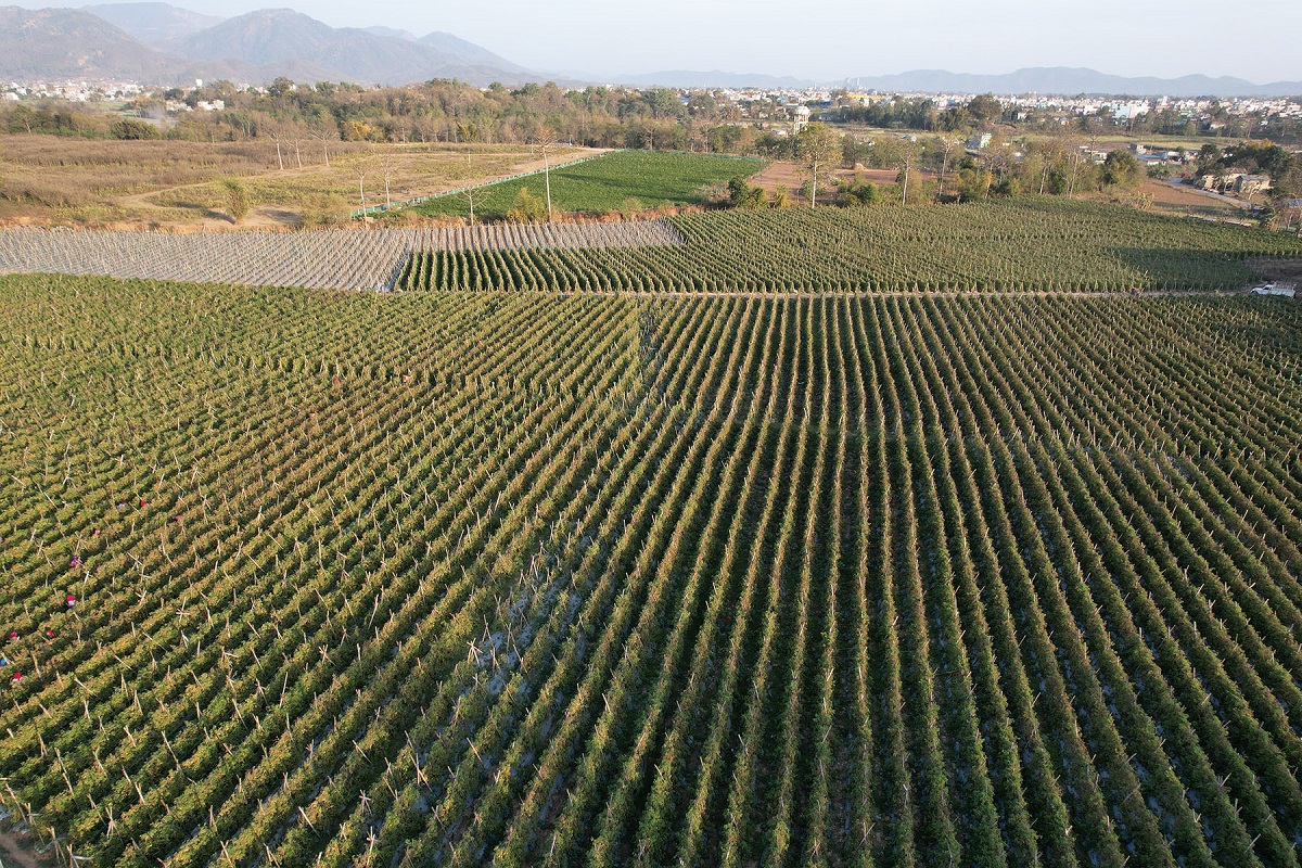 किसानको मेहनतले बारीमा देखिएको खुसी 