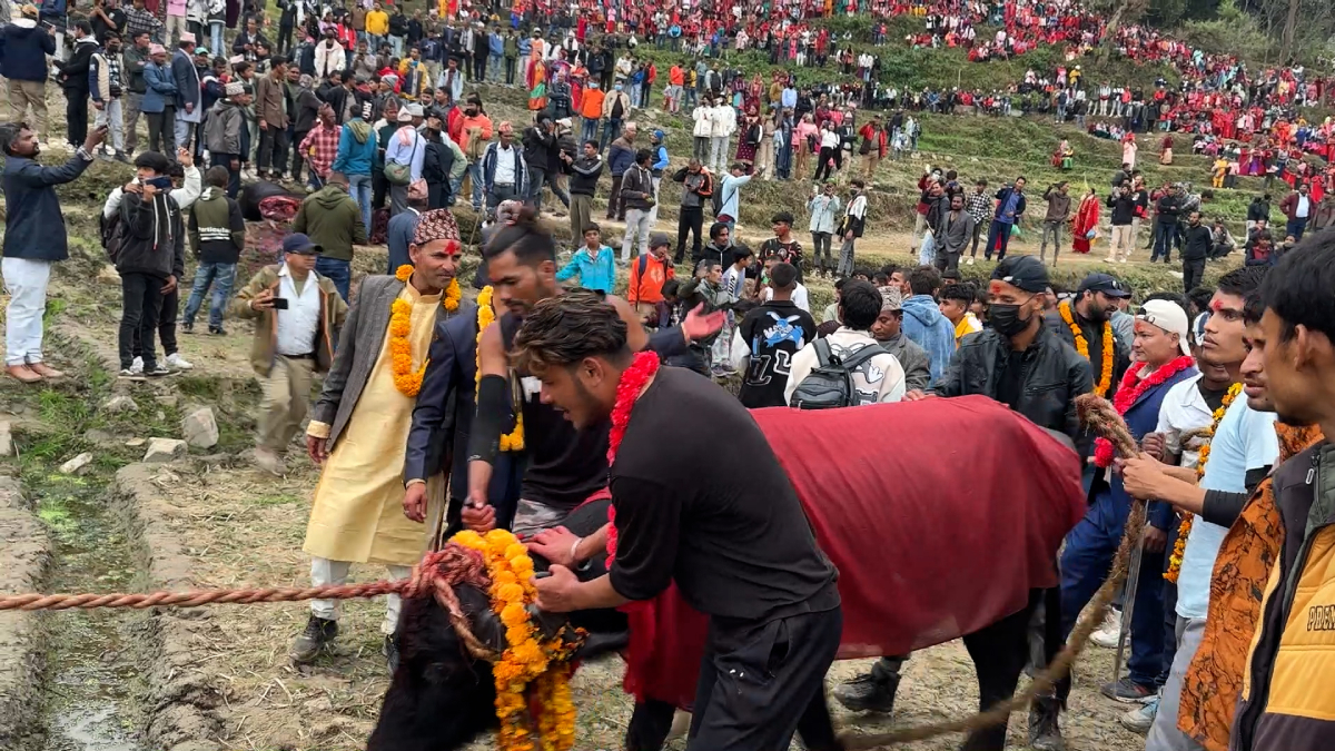 पशुलाई दौडाउँदै बली दिने डौठेगडाको मेला