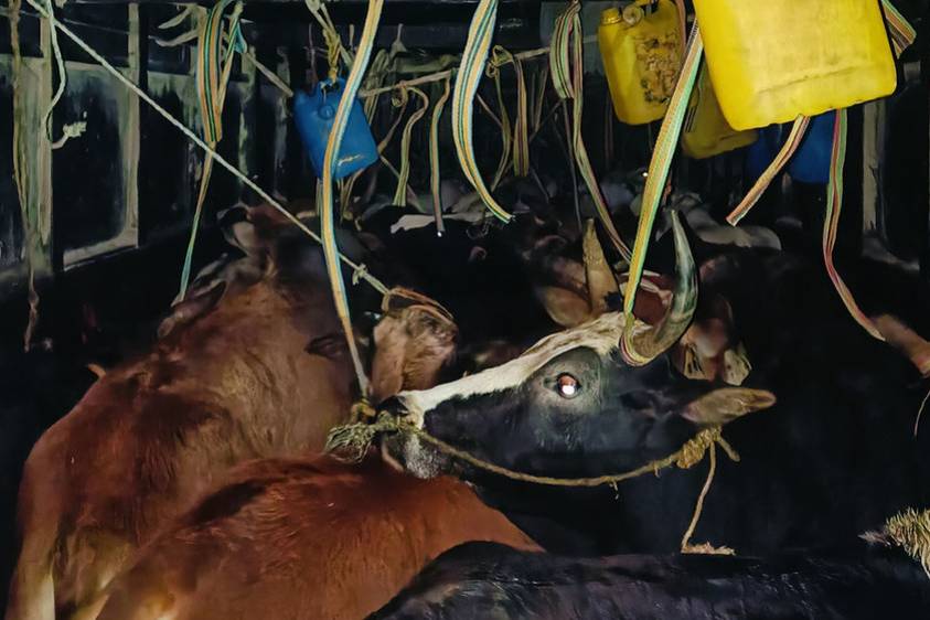 पशुलाई निर्दयी व्यवहार गर्ने पक्राउ