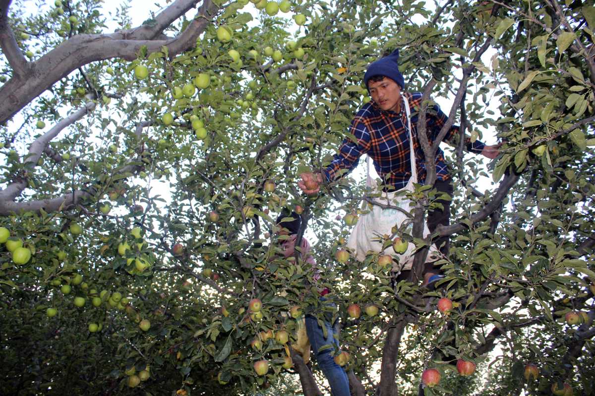 जुम्लामा भदौ अघि स्याउ टिप्न नपाइने