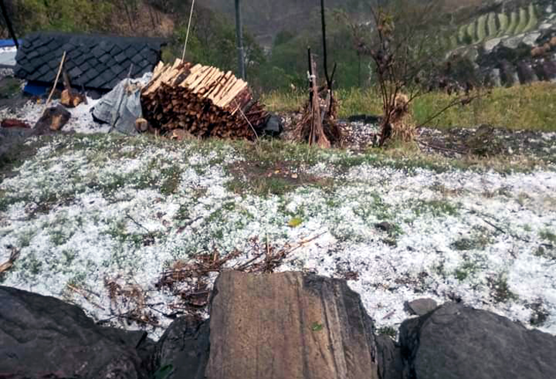 पाक्न लागेको हिउँदेबालीमा असिनाले क्षति, किसान चिन्तित