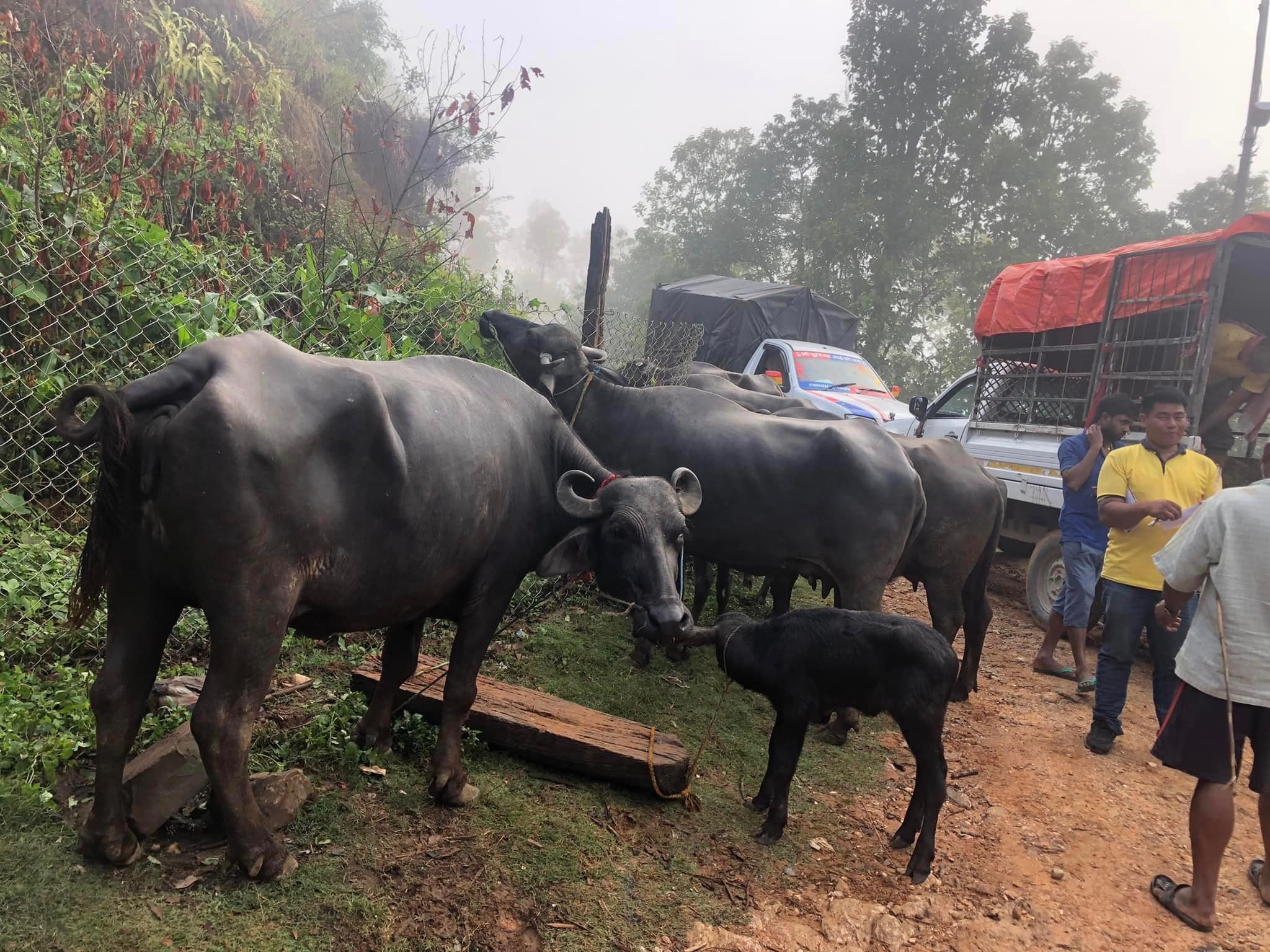 buffalo-gorkha1685333010.jpg