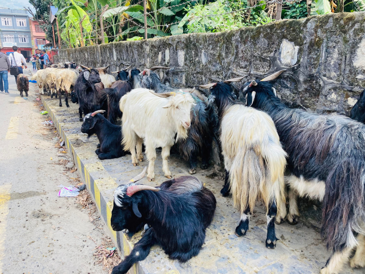 सरकारले घटायो जिउँदो खसी र च्याङ्ग्राको मूल्य