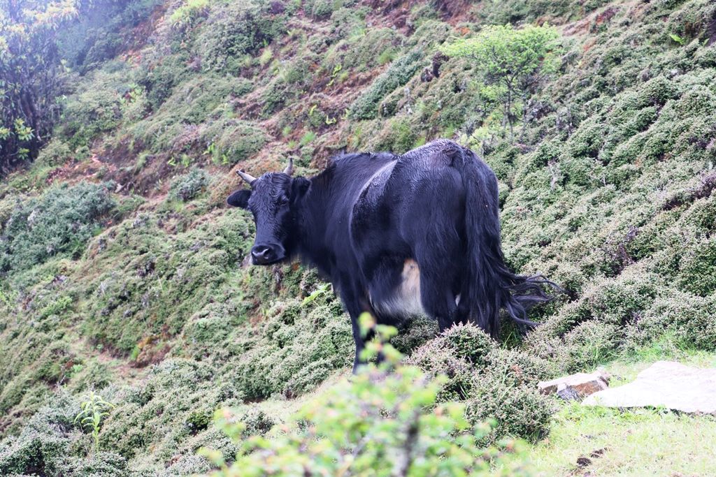 इलामका युवा व्यावसायिक चौँरीपालनमा