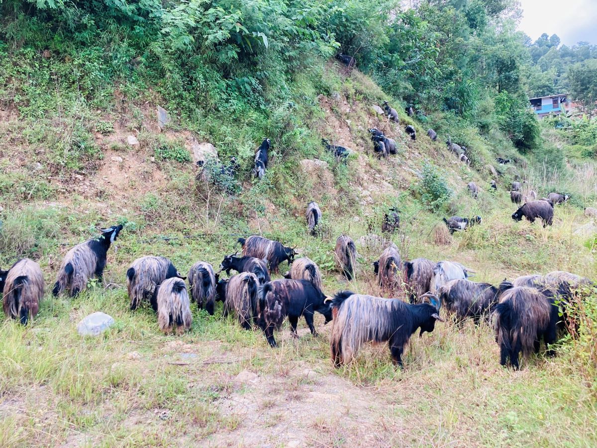 च्याङ्ग्राको मूल्य २५ हजारदेखि ५० हजारसम्म