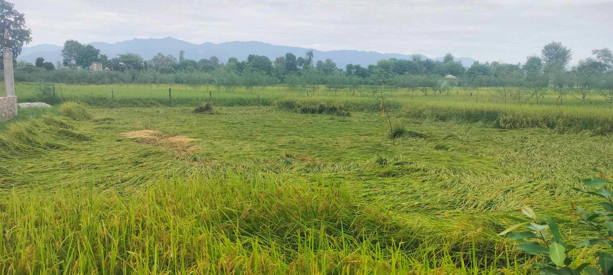 साताभर मनसुनी वायुको प्रभाव, धानबालीलाई असर पर्ने सम्भावना