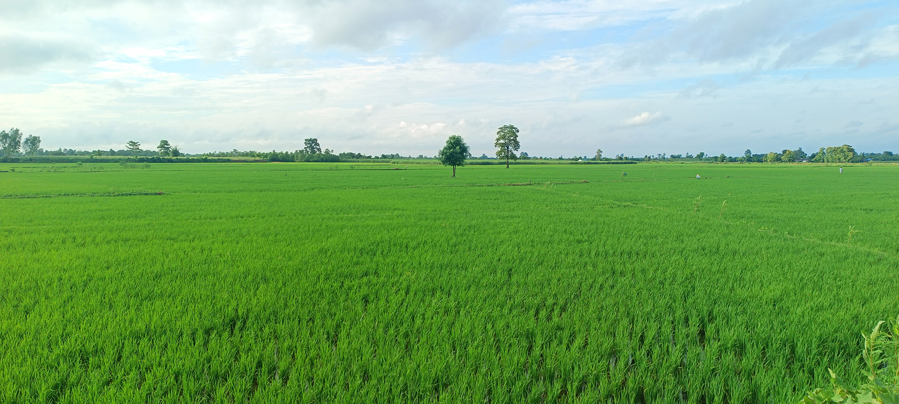 पर्सामा ९० प्रतिशत रोपाइँ सकियो