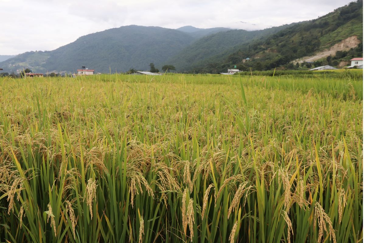 धान जोनमा नै उत्पादन घट्यो, माटो परीक्षण गरिँदै