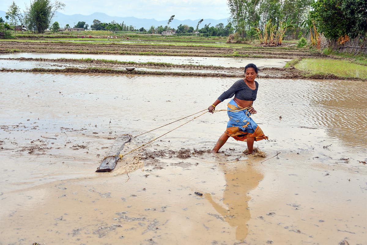 गण्डकीमा ६७ प्रतिशत मात्र रोपाइँ