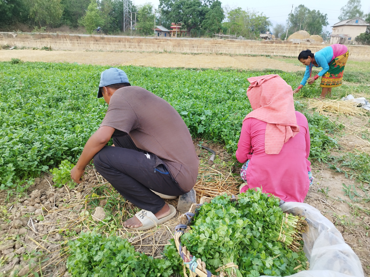 धनियाँ बिक्री गरेर वार्षिक ८ लाख आम्दानी